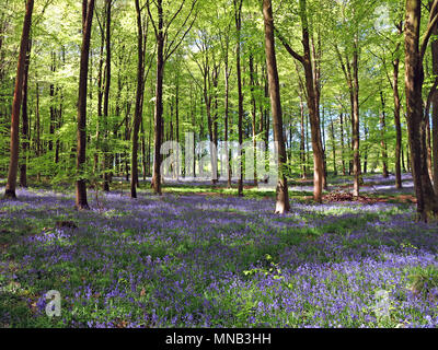 Bluebell Woods in Hampshire, England Stockfoto