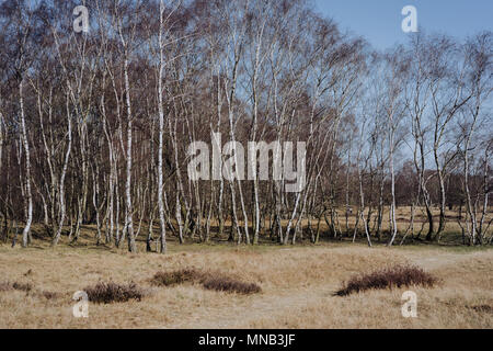 Schönen Frühling Landschaft mit Birken stehen unter blauen Himmel am Rand eines Feldes. Naturschutzgebiet Boberger Niederung in Hamburg, Deutschland Stockfoto