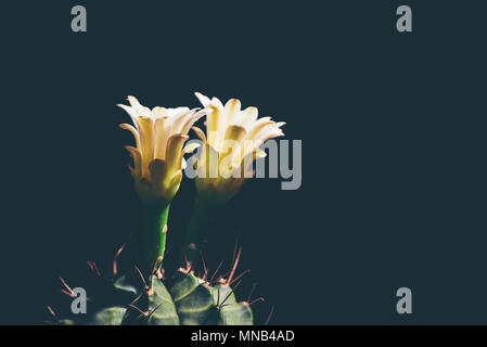 Schöne Kaktusblüte blomming auf schwarzem Hintergrund Stockfoto