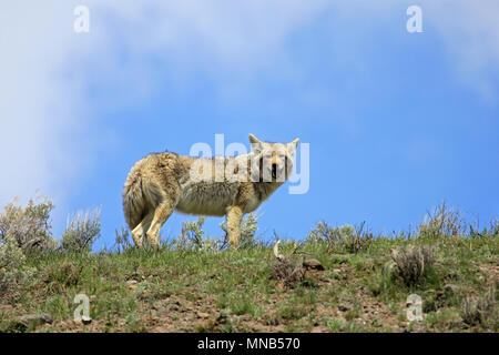 Schöne Coyote, lateinischer Name Canis Yogiebeer, im Yellowstone Nationalpark, USA Stockfoto