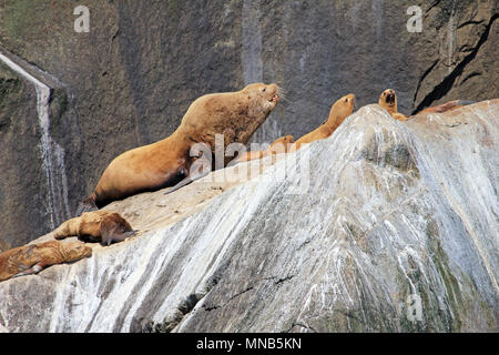 Steller Seelöwen auf einer Insel im Kenai Fjords National Park in Alaska Stockfoto