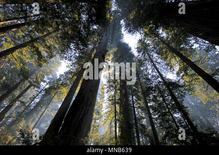 Unter der Redwood Bäumen im Redwood Natianol Park, Kalifornien, USA, Back light Fotografie Stockfoto