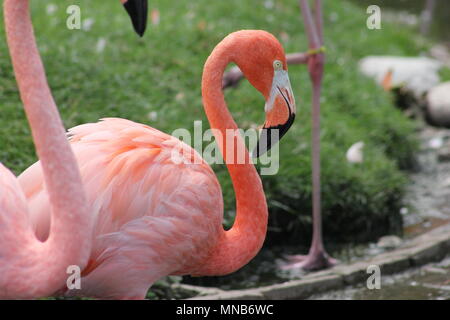 Rosa Flamingo im Zoo von Toronto Stockfoto