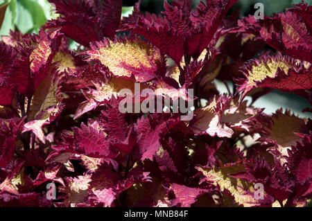 Sydney Australien, bunte Coleus Zierpflanzen Bush mit zwei ton Crimson und gelbe Blätter Stockfoto