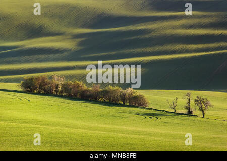 Sonnenuntergang Linien und Wellen mit Bäumen im Frühjahr Stockfoto