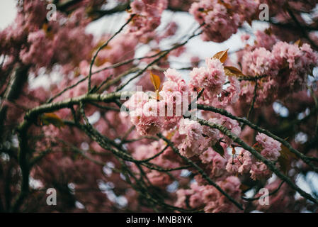 Baum Blüte im Frühjahr in Nord London Park Stockfoto