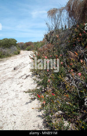 Bundeena Australien, Coastal Track im Royal National Park Stockfoto