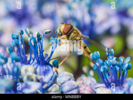 Eine Makroaufnahme eines hoverfly Pollen sammeln von Hortensien blühen. Stockfoto