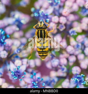 Eine Makroaufnahme eines Hoverfly auf eine Blaue Hortensie. Stockfoto