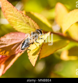 Eine Makroaufnahme eines hoverfly sitzen in einer Hecke mit bunten Blättern. Stockfoto