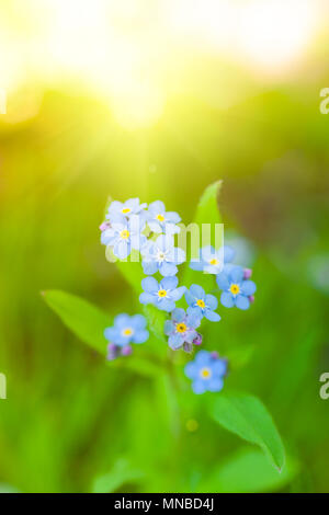 Einzigartige blaue Vergißmeinnicht blumen Nahaufnahme Bild im Frühling Garten. Flache Tiefenschärfe Stockfoto