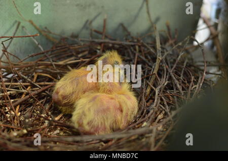 Zwei baby Tauben im Nest in Mais der Balkon Stockfoto