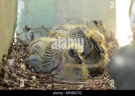 Zwei baby Tauben im Nest in Mais der Balkon Stockfoto