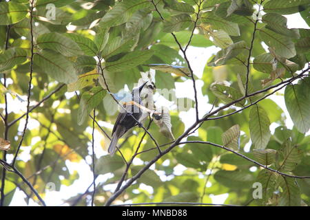 Weiß-gestreift (Friarbird Melitograis gilolensis) in Halmahera Island, Indonesien Stockfoto