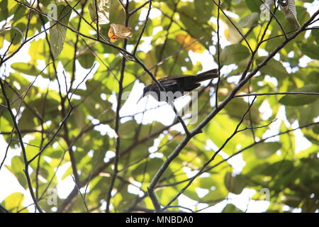 Weiß-gestreift (Friarbird Melitograis gilolensis) in Halmahera Island, Indonesien Stockfoto