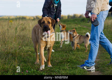 Hund spanische Mastiff Hund Rasse ist durch Shibu Inu für einen Spaziergang umgeben Stockfoto