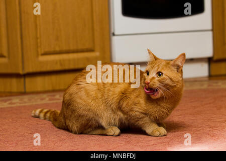 Rote Katze mit seiner Zunge heraus hängen auf dem Fußboden sitzen im Haus, in der Küche Licht künstlich beleuchtet Stockfoto