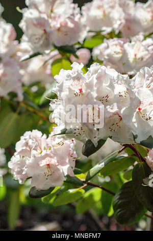 Rhododendron 'Doctor Rieger' Ihre im hinteren Garten von Fotograf Peter Wheeler's Home in Shropshire, England. Stockfoto