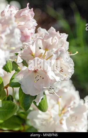 Rhododendron 'Doctor Rieger' Ihre im hinteren Garten von Fotograf Peter Wheeler's Home in Shropshire, England. Stockfoto