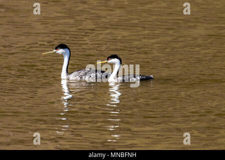 Männliche und weibliche Western Haubentaucher in der Howard Bay am oberen Klamath See, Oregon. Stockfoto