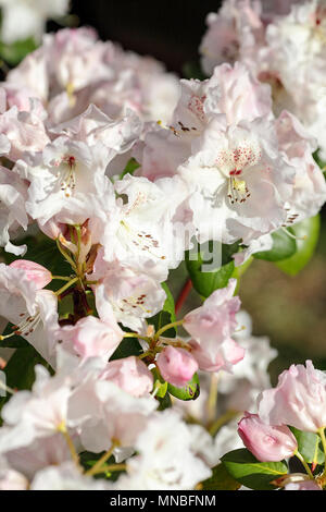 Rhododendron 'Doctor Rieger' Ihre im hinteren Garten von Fotograf Peter Wheeler's Home in Shropshire, England. Stockfoto