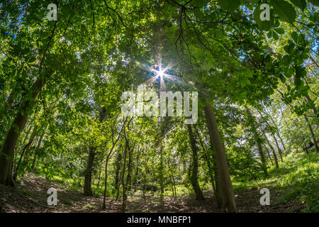 Scheint die Sonne durch ein Englisches Holz mit Laubbäumen Bäume im Frühling. Suffolk, Großbritannien. Stockfoto