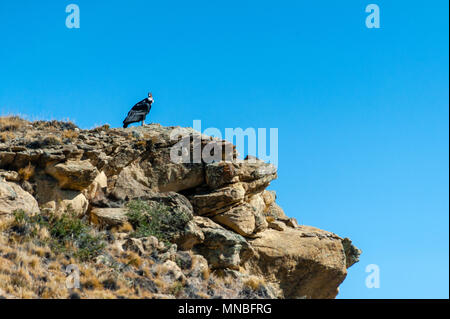 Andenkondor (Vultur gryphus), wildes Tier, das Fliegen in Argentinien, in der Nähe von El Chalten. Stockfoto