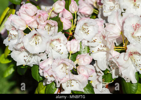 Rhododendron 'Doctor Rieger' Ihre im hinteren Garten von Fotograf Peter Wheeler's Home in Shropshire, England. Stockfoto