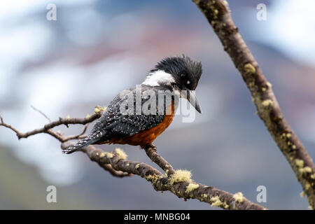 Der umringte eisvogel (Megaceryle torquata), Larsiparsabk River, Carbajal Valley, Ushuaia, Argentinien Stockfoto