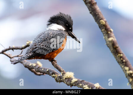 Der umringte eisvogel (Megaceryle torquata), Larsiparsabk River, Carbajal Valley, Ushuaia, Argentinien Stockfoto