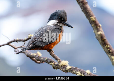 Der umringte eisvogel (Megaceryle torquata), Larsiparsabk River, Carbajal Valley, Ushuaia, Argentinien Stockfoto