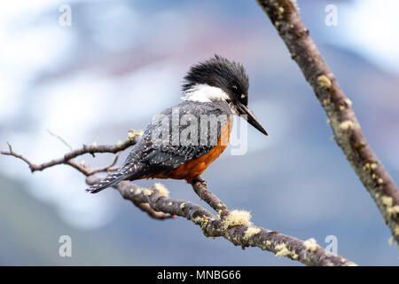 Der umringte eisvogel (Megaceryle torquata), Larsiparsabk River, Carbajal Valley, Ushuaia, Argentinien Stockfoto