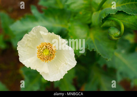 Close up inside Mohnblüte in White petal Farbe gelb Staubgefäße und Stempel in Weiß Mohnblume und verschwommenes Bud Stockfoto