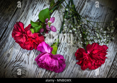 Drei Gartennelke-blumen auf Holz, Licht in einem Studio gemalt. Stockfoto