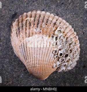 Eine Nahaufnahme eines Weichtiere Shell auf einem Felsen in einem Studio Bild platziert. Stockfoto