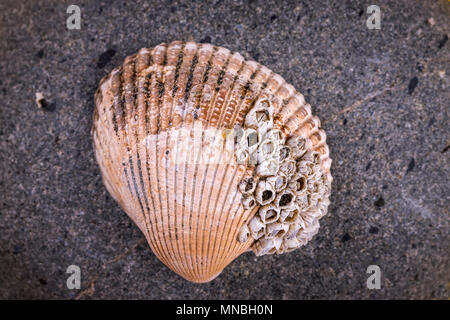 Eine Nahaufnahme eines Weichtiere Shell auf einem Felsen in einem Studio Bild platziert. Stockfoto