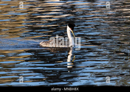 Western grebe am Putnam's Point am oberen Klamath Lake, Oregon, USA. Haubentaucher versammeln sich hier im Frühjahr und starkes Paar Anleihen bilden. Stockfoto