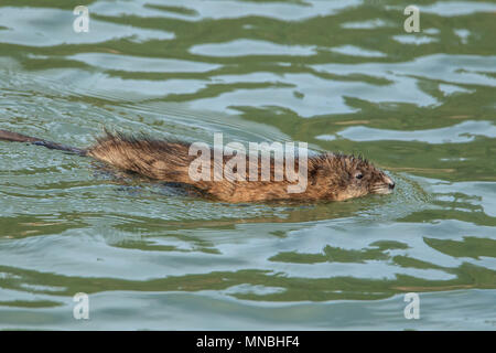 Bisamratte (ondatra Zibethicus) schwimmt in Fernan See in Coeur d'Alene, Idaho. Stockfoto
