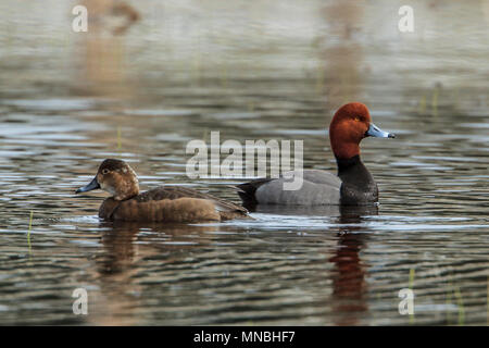 Redhead duck (Aythya americana) Schwimmen am Hauser See in Idaho. Stockfoto