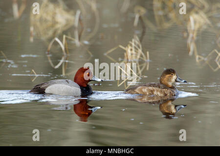 Redhead duck (Aythya americana) Schwimmen am Hauser See in Idaho. Stockfoto