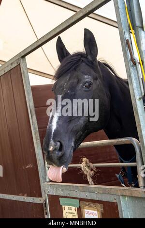 Tag 2. Royal Windsor Horse Show. Windsor. Berkshire. UK. Die montierten Band der Household Cavalry. Hinter den Kulissen. 10.05.2018. Stockfoto