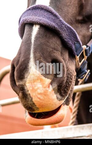 Tag 2. Royal Windsor Horse Show. Windsor. Berkshire. UK. Die montierten Band der Household Cavalry. Hinter den Kulissen. 10.05.2018. Stockfoto