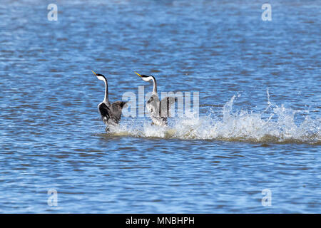 Zwei westlichen Haubentaucher führen ihre spektakulären Paarung 'Dance', hetzen, über das Wasser in den oberen Klamath See in Oregon, USA. Stockfoto