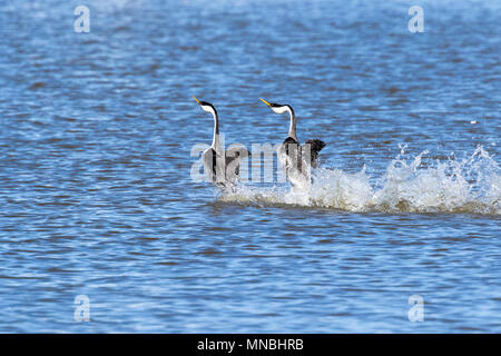 Zwei westlichen Haubentaucher führen ihre spektakulären Paarung 'Dance', hetzen, über das Wasser in den oberen Klamath See in Oregon, USA. Stockfoto