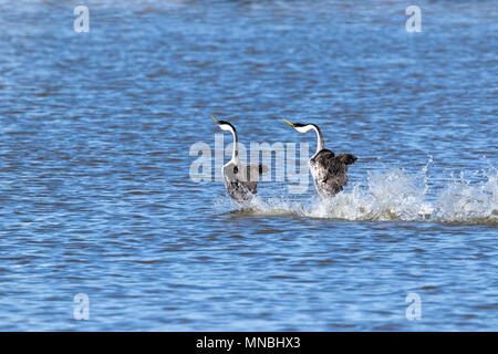 Zwei westlichen Haubentaucher führen ihre spektakulären Paarung 'Dance', hetzen, über das Wasser in den oberen Klamath See in Oregon, USA. Stockfoto