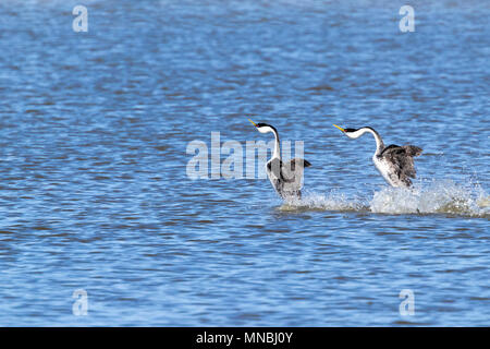 Zwei westlichen Haubentaucher führen ihre spektakulären Paarung 'Dance', hetzen, über das Wasser in den oberen Klamath See in Oregon, USA. Stockfoto