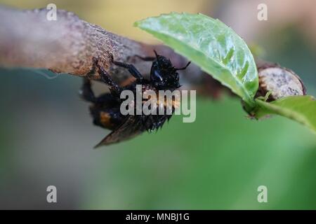 Klatschnass Honig Biene auf eine Zweigniederlassung, geplagt mit Varroa destructor parasitische Milbe Stockfoto