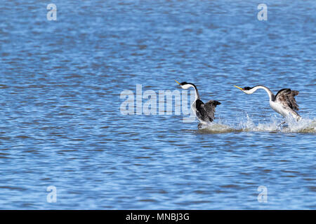 Zwei westlichen Haubentaucher führen ihre spektakulären Paarung 'Dance', hetzen, über das Wasser in den oberen Klamath See in Oregon, USA. Stockfoto