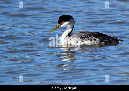 Western grebe am Putnam's Point am oberen Klamath Lake, Oregon, USA. Haubentaucher versammeln sich hier im Frühjahr und starkes Paar Anleihen bilden. Stockfoto