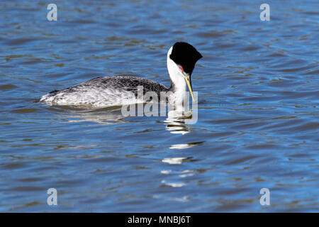 Western grebe am Putnam's Point am oberen Klamath Lake, Oregon, USA. Haubentaucher versammeln sich hier im Frühjahr und starkes Paar Anleihen bilden. Stockfoto